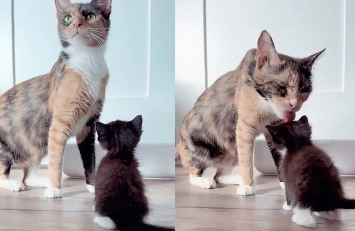 Après avoir créé un lien fort au sein de leur famille d’accueil, ces 2 chattes découvrent le bel avenir qui leur est réservé (vidéo)