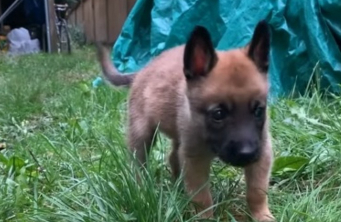 Abandonné à l’âge de 3 semaines alors qu’il tenait à peine sur ses pattes, un chiot apparait complètement transformé un mois plus tard (vidéo)