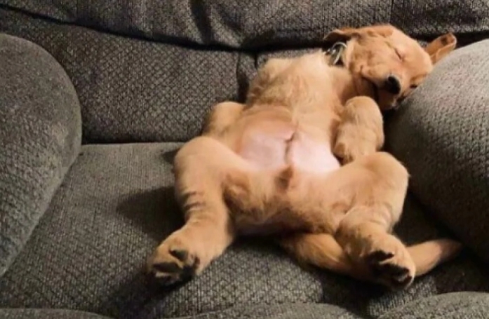 20 photos de chiens et de chats pour qui la sieste n’attend pas