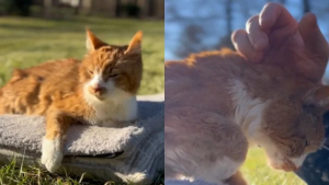 Illustration : "Face à une décision des plus difficiles, la maîtresse de cette chatte organise une émouvante journée d’adieux (vidéo)"