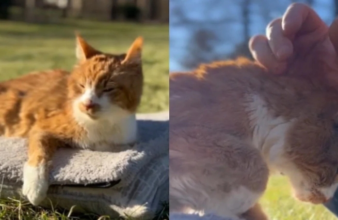 Face à une décision des plus difficiles, la maîtresse de cette chatte organise une émouvante journée d’adieux (vidéo)