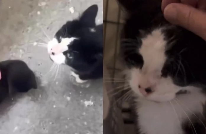 Ayant donné sa confiance à un homme bienveillant, un chat errant convie un congénère lors d’une rencontre quotidienne