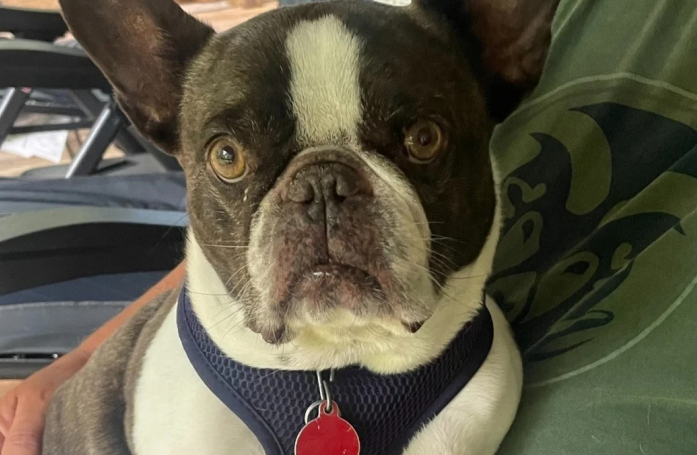 Une enquête révèle ce qui est arrivé à ce Bouledogue Français lâchement abandonné sur un parking d’aéroport