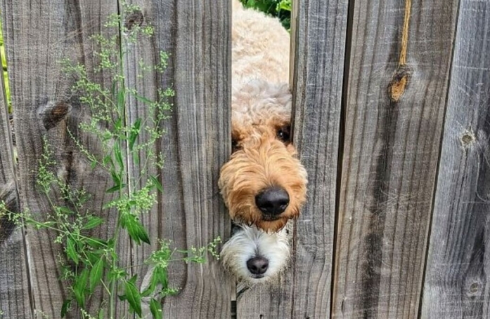 20 photos d’adorables chiens rencontrés au hasard