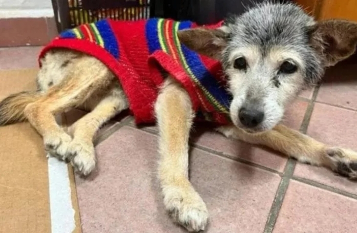 Abandonnée sur une aire d’autoroute, cette chienne croisée à la longévité exceptionnelle est peut-être aujourd’hui le chien le plus vieux du monde