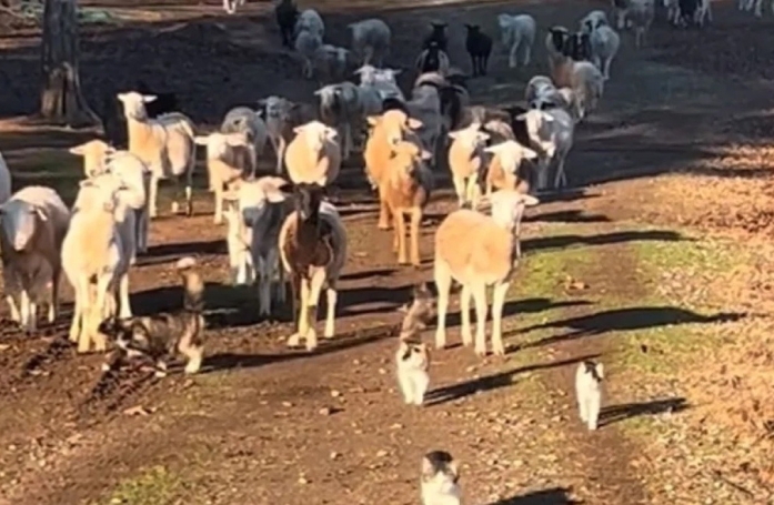 Une vidéo montrant des « chats de berger » gardant des moutons fascine les internautes