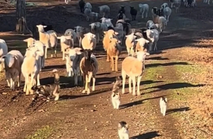 Une vidéo montrant des « chats de berger » gardant des moutons fascine les internautes