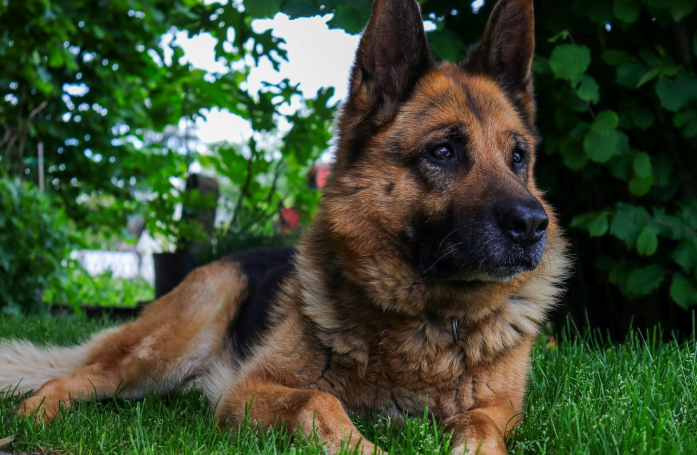 Maltraitée en pleine rue, cette chienne est repérée par un homme qui souhaite définitivement mettre fin à l'agression