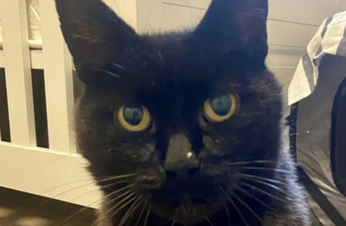 6 ans après la disparition de son chat, une femme reçoit un appel aussi inespéré que bouleversant