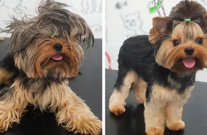 17 photos de chiens métamorphosés par une séance de toilettage