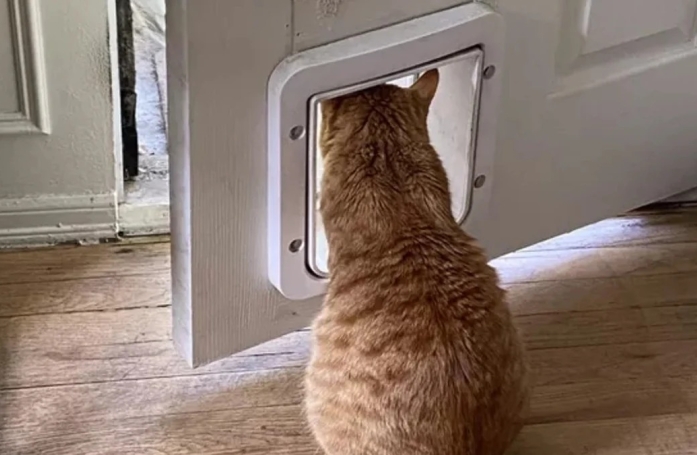 13 chats amusants photographiés dans des situations cocasses