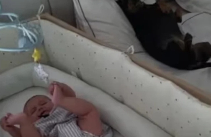 Un chien Teckel s'empresse de réconforter le bébé de la maison qui pleure (vidéo)