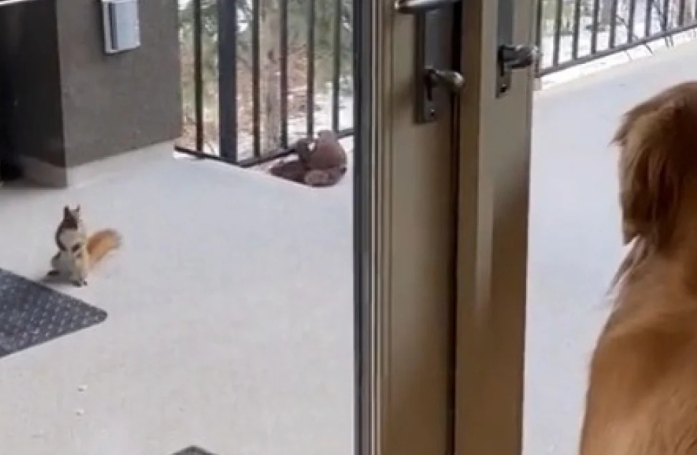 Un Golden Retriever tisse des liens amicaux avec un écureuil qui va même lui présenter ses petits (vidéo)
