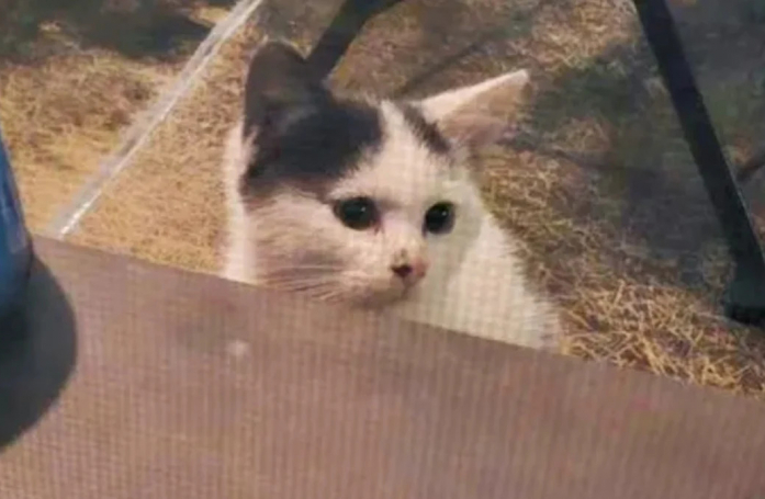 Une jeune chatte affamée tombe par hasard sur la bonne personne et a pu être sauvée