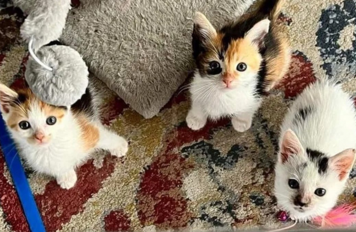 Un chien sauve trois chatons errants avec une touche d'humour et les aide à trouver une famille pour la vie
