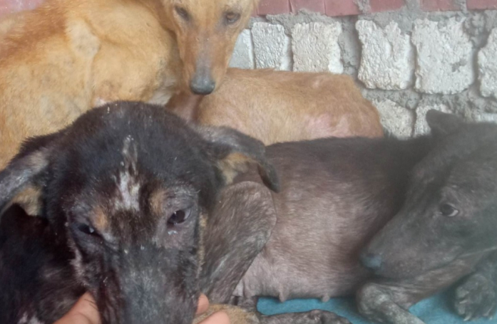Le combat de 4 chiennes en grand danger retrouvées par une association engagée à l’internationale (vidéo)