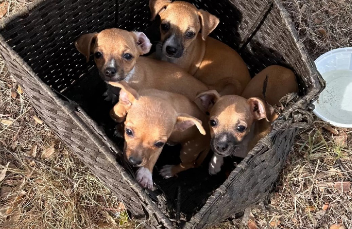 Lors d’une promenade, une femme et sa fille remarquent la présence d’une caisse à proximité d’un arbre
