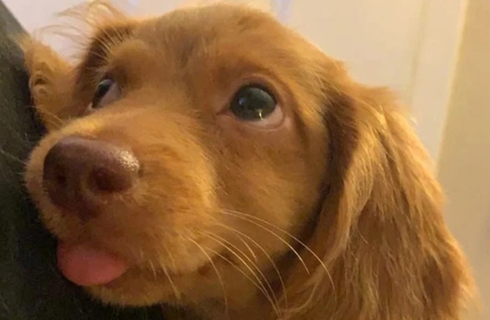 17 photos de chats et de chiens dont le visage reflète clairement ce qu’ils ressentent