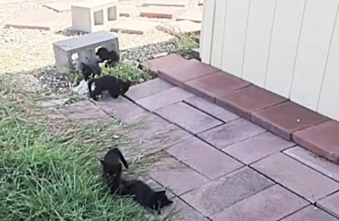 Voyant la présence de chats se multiplier dans un jardin de leur quartier, des habitants découvrent une vaste cachette sous une maison 