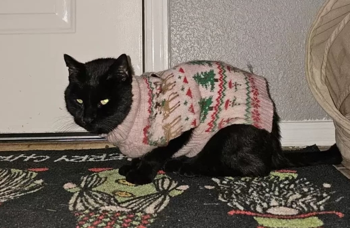 Perplexe, la famille de ce chat aimerait comprendre pourquoi il rentre toujours à la maison vêtu d’un nouveau pull (vidéo)