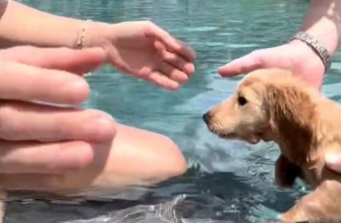 Un chiot Teckel découvre la natation pour la première fois dans une vidéo touchante