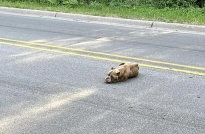 Une chienne sauvée in extremis après s'être écroulée de fatigue et de faim au milieu de la route 