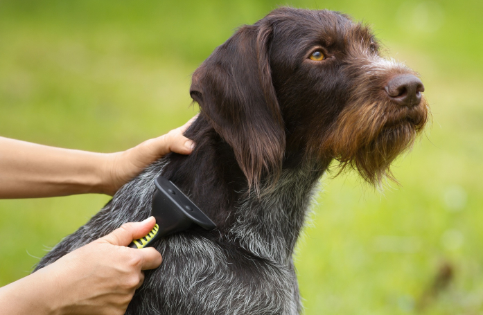 Comment toiletter son animal ?