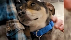 Illustration : "Après avoir passé 11 années auprès de sa famille, une chienne introvertie se retrouve au refuge et attend des adoptants compréhensifs"