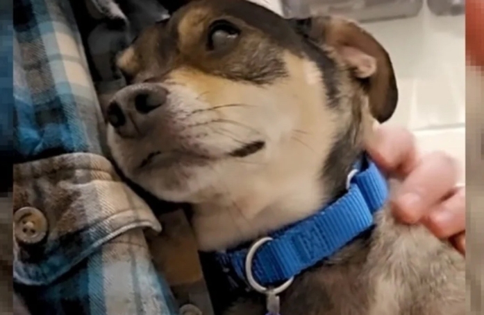 Après avoir passé 11 années auprès de sa famille, une chienne introvertie se retrouve au refuge et attend des adoptants compréhensifs
