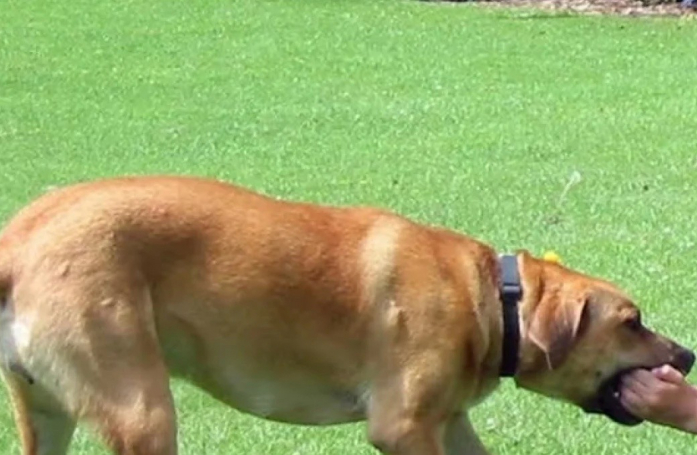 La relation tumultueuse entre une chienne et sa maîtresse se transforme en belle histoire d’amitié