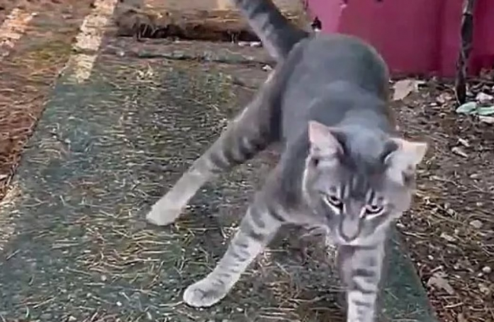 Un chat à la démarche vacillante se rend dans le jardin d’une inconnue et découvre qu’il est arrivé au bon endroit