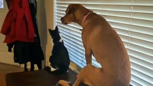 Illustration : "13 photos de chats et de chiens qui se prennent pour un autre animal"