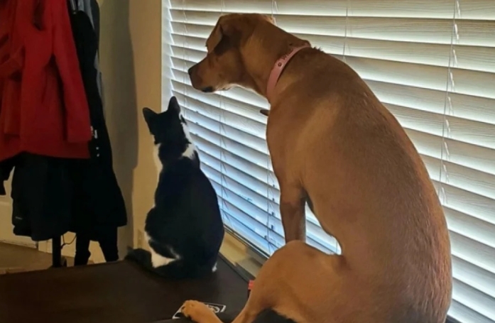 13 photos de chats et de chiens qui se prennent pour un autre animal
