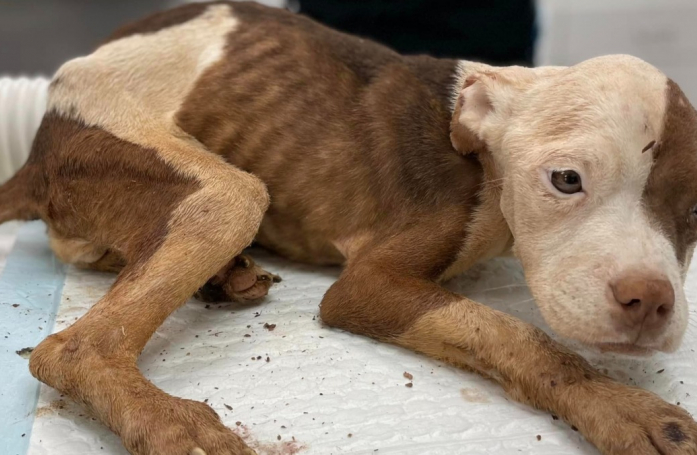 Une chienne très maigre abandonnée dans une cage devient méconnaissable après son sauvetage