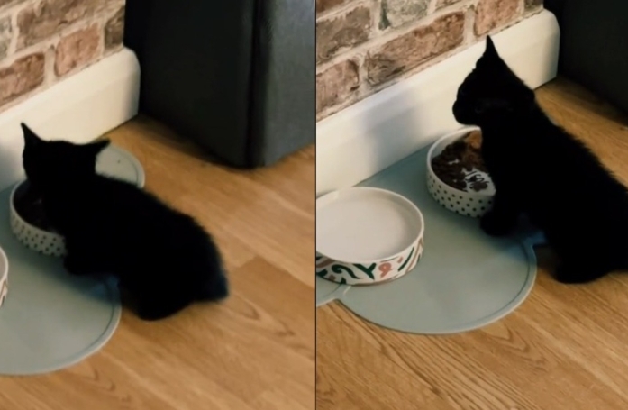 Un chaton découvre la nourriture solide et manifeste son bonheur de manger comme les grands (vidéo)