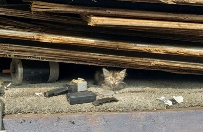 Une petite chatte retrouvée sous des détritus, dont l'œil était gravement infecté, a pu être sauvée de la rue 