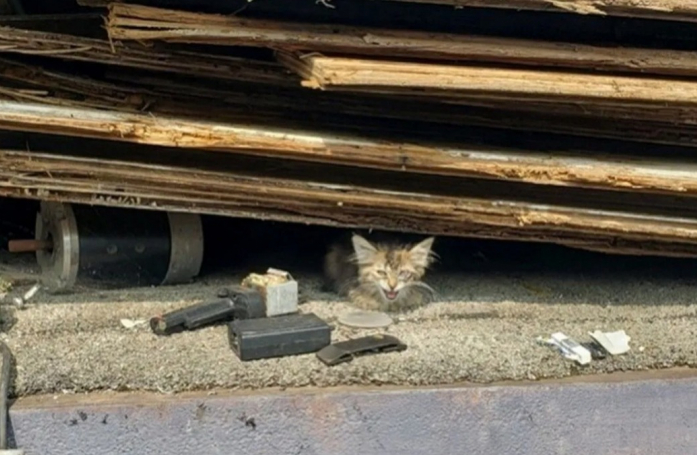 Une petite chatte retrouvée sous des détritus, dont l'œil était gravement infecté, a pu être sauvée de la rue