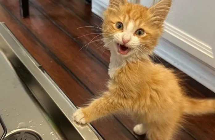 Un chaton à 3 pattes au lourd passé retrouve le goût à la vie avec un lave-vaisselle, son nouveau jouet préféré