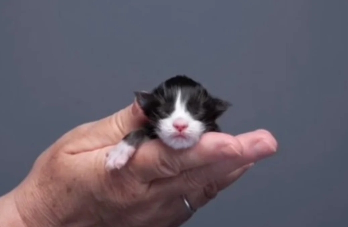 Le photographe Nils Jacobi documente magnifiquement la croissance d'un chaton sur 94 jours (vidéo)