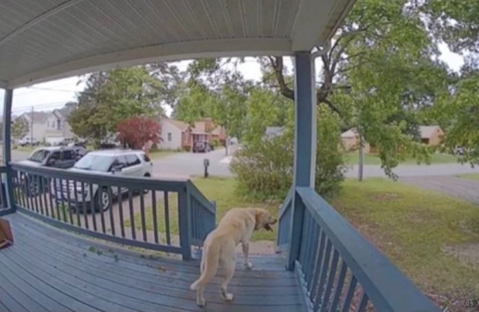 Ce Labrador errant a tout simplement choisi sa famille en s'infiltrant dans leur jardin (vidéo)