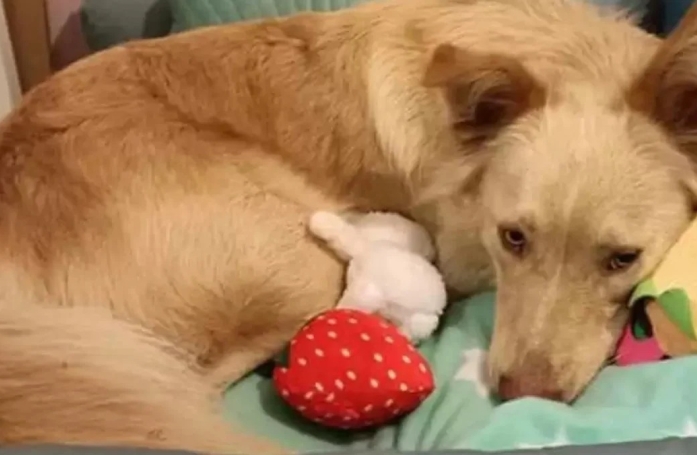La gérante d'une magasin touchée par l'amour d'un chien pour son jouet préféré qui n'était plus fabriqué fait un geste adorable