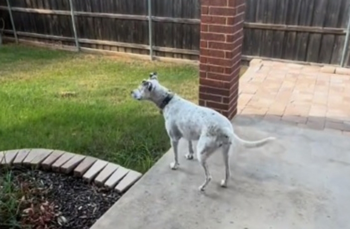 Une maîtresse dévoile le moment unique durant lequel son chien d'appartement découvre son futur jardin (vidéo)