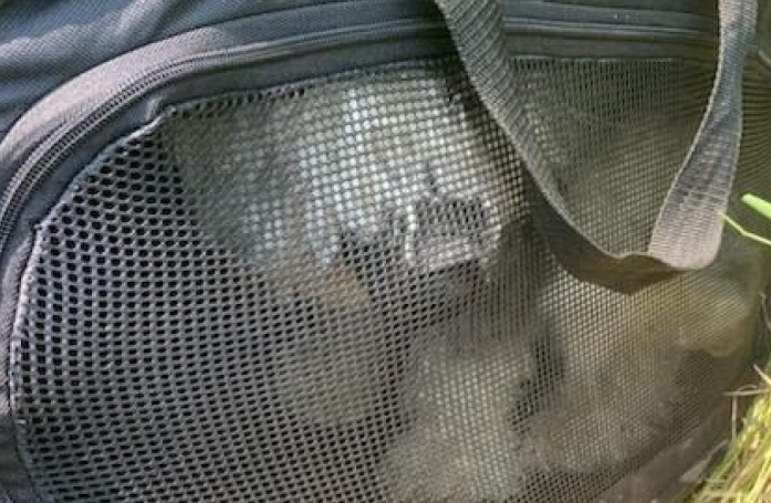 Un chien sauvé de justesse et par hasard alors qu'il était enfermé dans un sac au milieu des fumées causées par un feu de forêt 