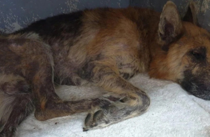 L'histoire de rédemption d'un chien enterré vivant, atteint d'un cancer et qui finalement réussi à s'en sortir