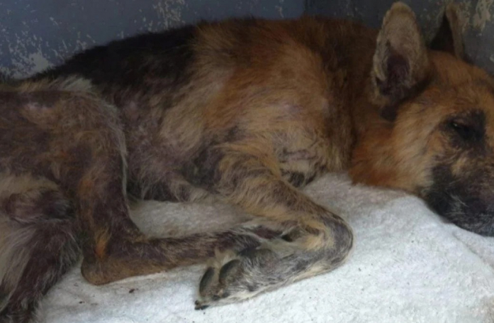 L'histoire de rédemption d'un chien enterré vivant, atteint d'un cancer et qui finalement réussi à s'en sortir