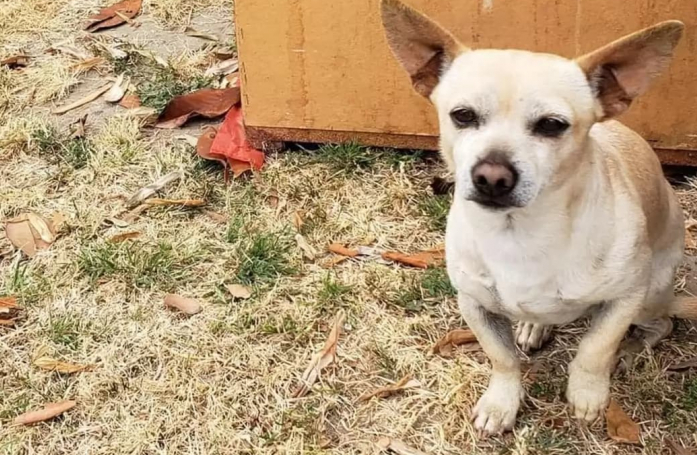Malgré les feux d'artifice, un croisé Chihuahua refuse de bouger du lieu de son abandon