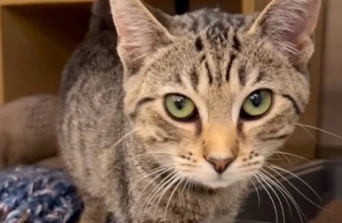 Retrouvé errant, ce chaton a dû faire face à un changement d’avis de ses adoptants 24 heures après avoir quitté le refuge (vidéo)