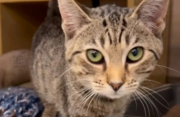Retrouvé errant, ce chaton a dû faire face à un changement d’avis de ses adoptants 24 heures après avoir quitté le refuge (vidéo)