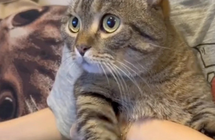 Ce chat suspend toutes ses activités dès que sa musique préférée retentit (vidéo)
