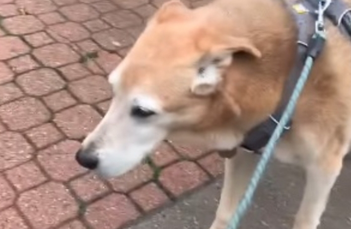 Un chien simule une boiterie pour forcer sa maîtresse à prendre son chemin préféré (vidéo)
